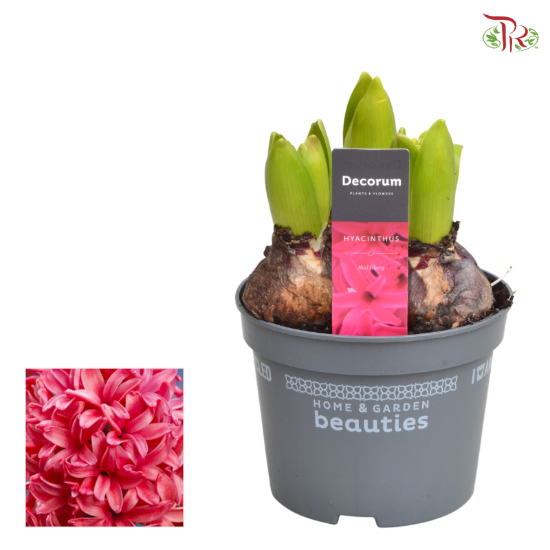 Hyacinthus 3PP- 《风信子》-Red Glory-Pudu Ria Florist-prflorist.com.my