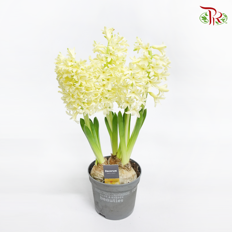Hyacinthus 3PP- 《风信子》-Yellow Stone-Pudu Ria Florist-prflorist.com.my