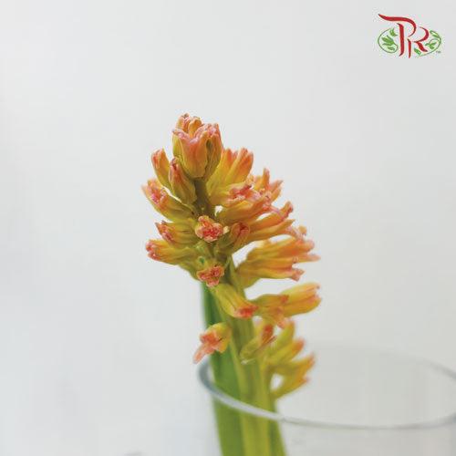 Hyacinthus - Champagne (5 Stems) *Fragile-Champagne-Netherland-prflorist.com.my
