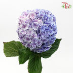 Hydrangea - 2 Tone Purple With Outline (Per Stem)-Purple-China-prflorist.com.my
