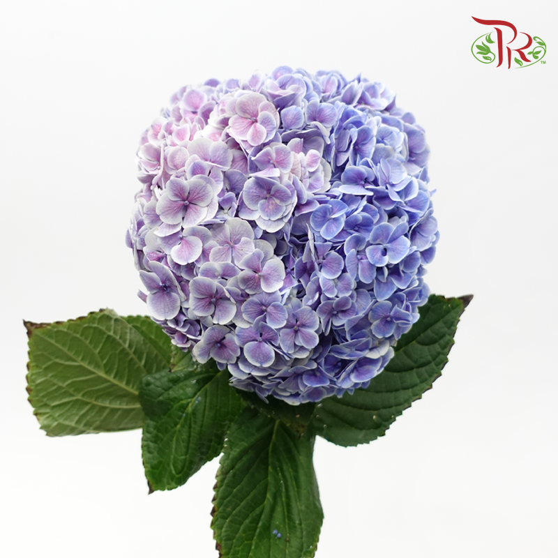 Hydrangea - 2 Tone Purple With Outline (Per Stem)-Purple-China-prflorist.com.my