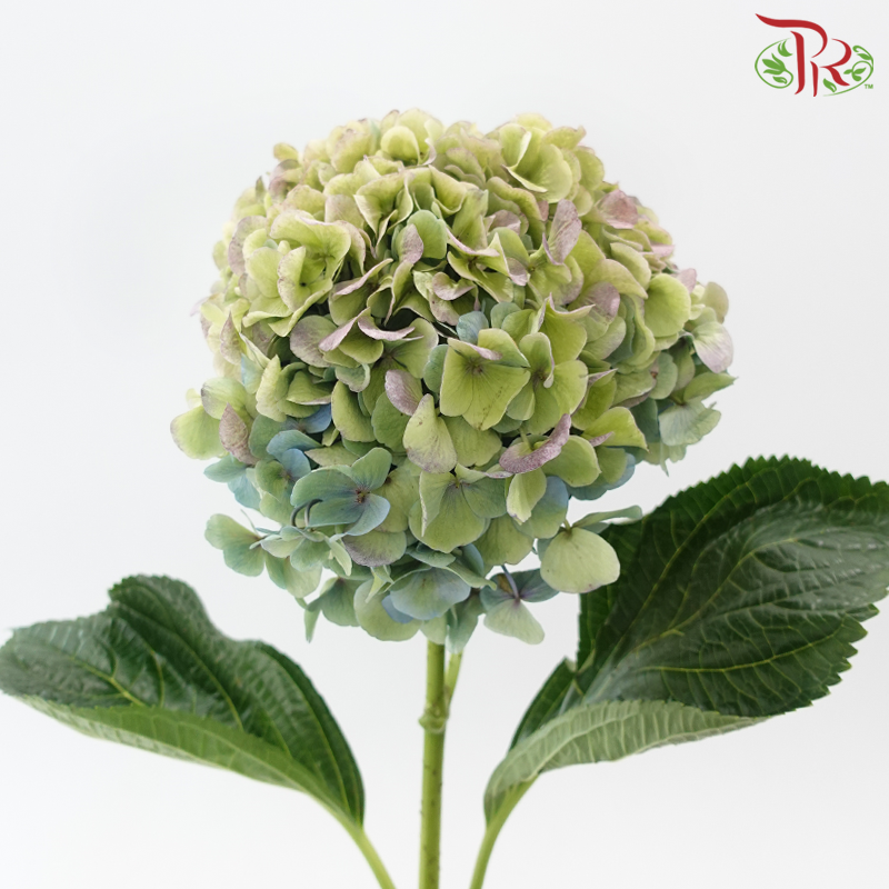 Hydrangea - Autumn Red (Per Stem) **Capitulum Measurement 22-26cm**-Green / Purple-China-prflorist.com.my