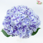 Hydrangea - Bicolour Purple & White (Per Stem)-Bicolour Purple & White-Netherland-prflorist.com.my