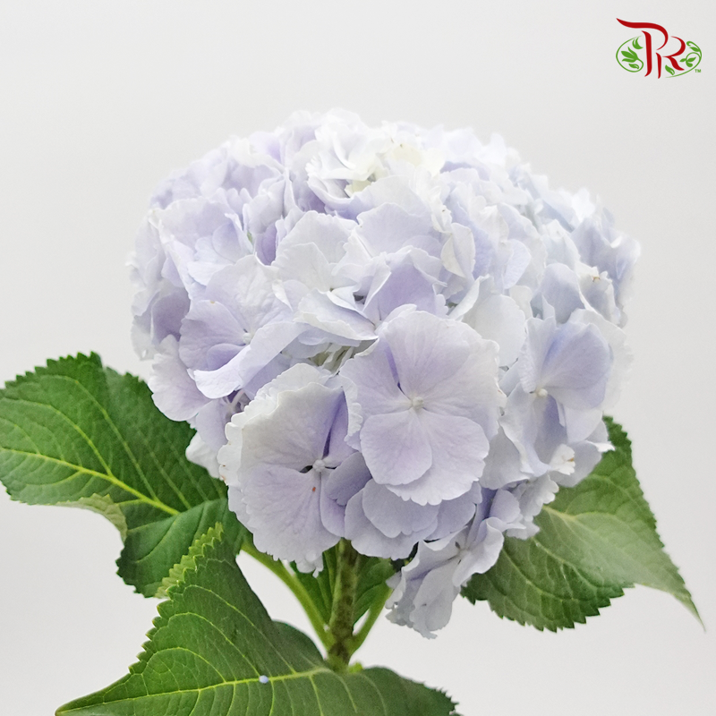 Hydrangea Blue Cotton Candy - Per Stem-Blue-Netherland-prflorist.com.my