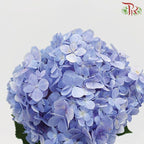 Hydrangea Blue - Per Stem-Blue-China-prflorist.com.my