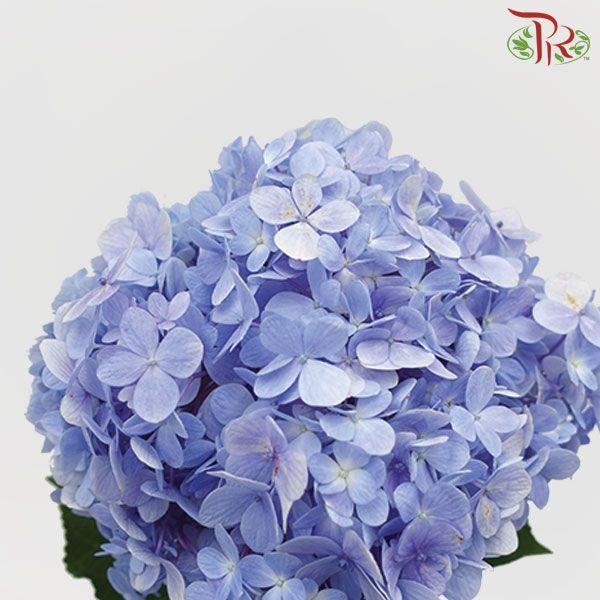 Hydrangea Blue - Per Stem-Blue-China-prflorist.com.my