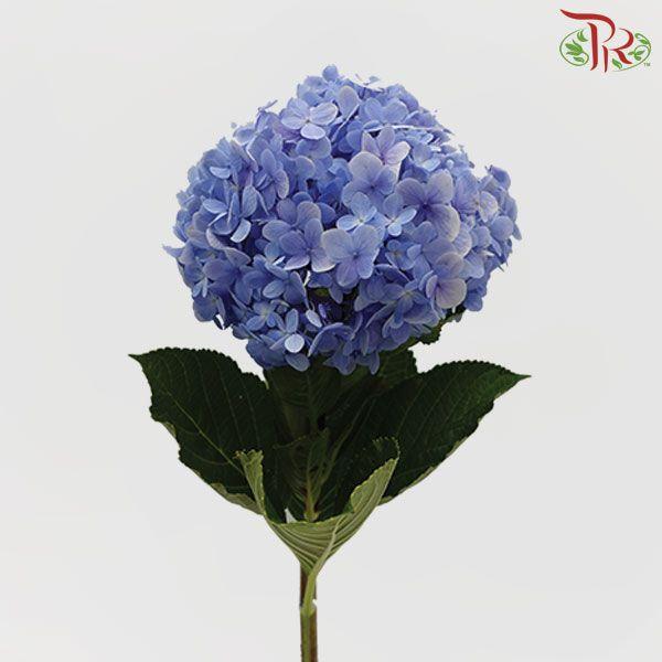Hydrangea Blue - Per Stem-Blue-China-prflorist.com.my