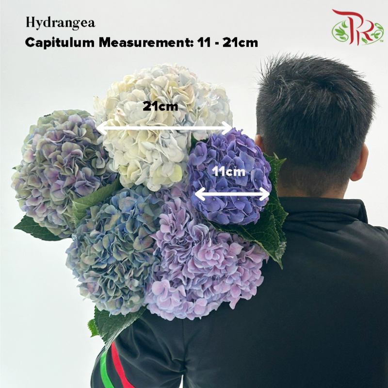 Hydrangea - Bluish White (Per Stem) **Capitulum Measurement: 15-21cm**-Bluish White-China-prflorist.com.my