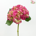Hydrangea - Charlotte Pink (Per Stem)-Pink-Netherland-prflorist.com.my