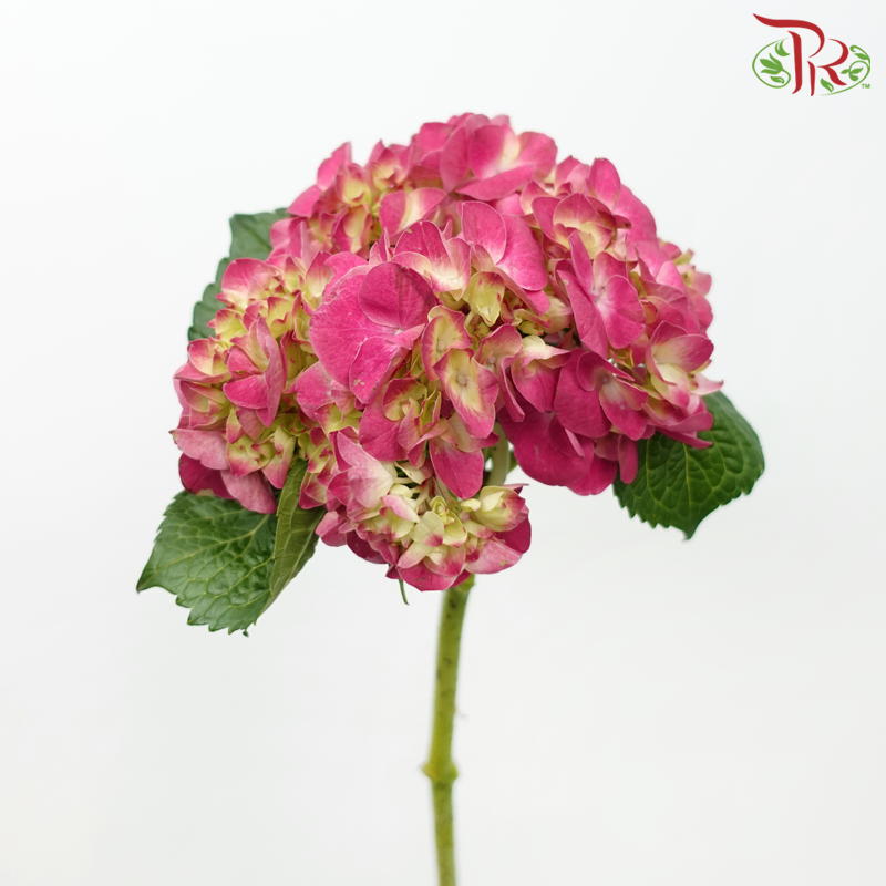 Hydrangea - Charlotte Pink (Per Stem)-Pink-Netherland-prflorist.com.my