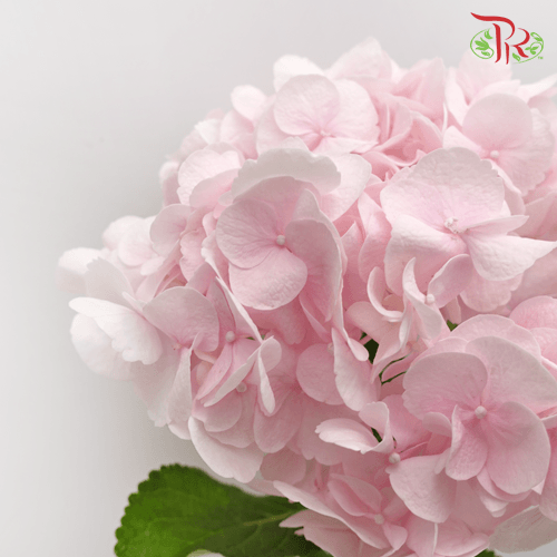 Hydrangea - Charm (Per Stem)-Pink-Vietnam-prflorist.com.my