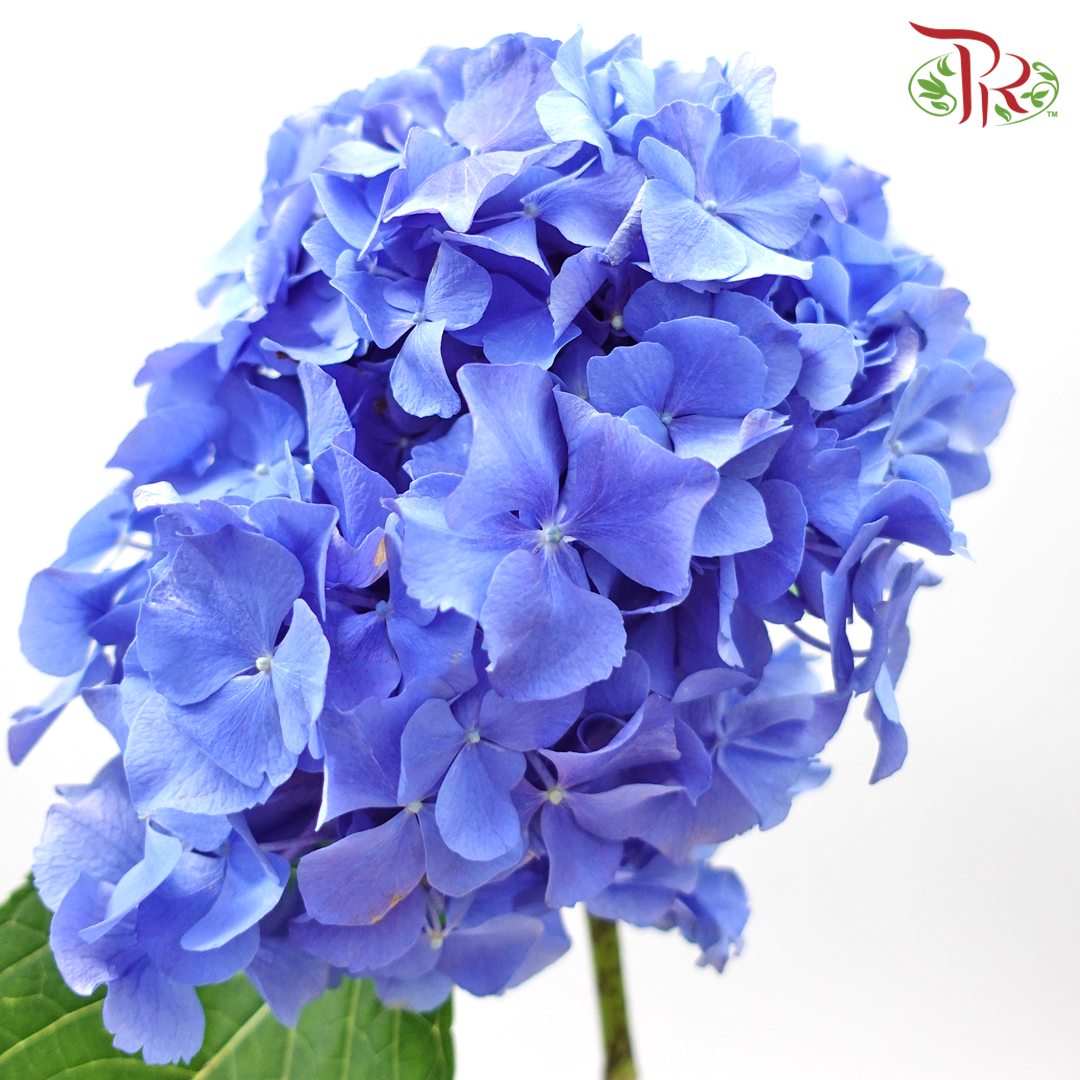 Hydrangea - Dark Blue (Per Stem)-Blue-China-prflorist.com.my