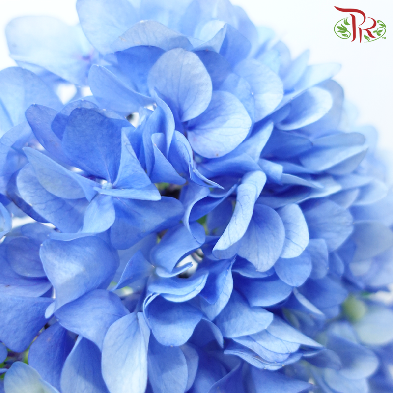 Hydrangea - Dark Blue (Per Stem)-Dark Blue-Malaysia-prflorist.com.my