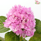 Hydrangea (Small Head)
