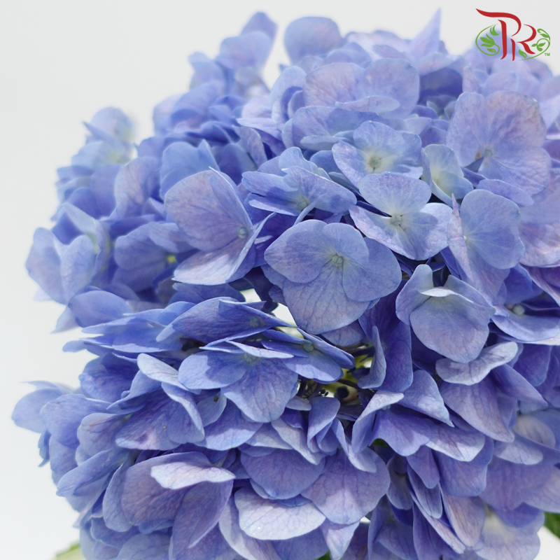Hydrangea - Dodger / Sea Blue (Per Stem) **Capitulum Measurement 14-16cm**-Dodger Blue-China-prflorist.com.my