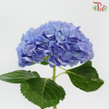 Hydrangea - Dodger / Sea Blue (Per Stem) **Capitulum Measurement 14-16cm**-Dodger Blue-China-prflorist.com.my