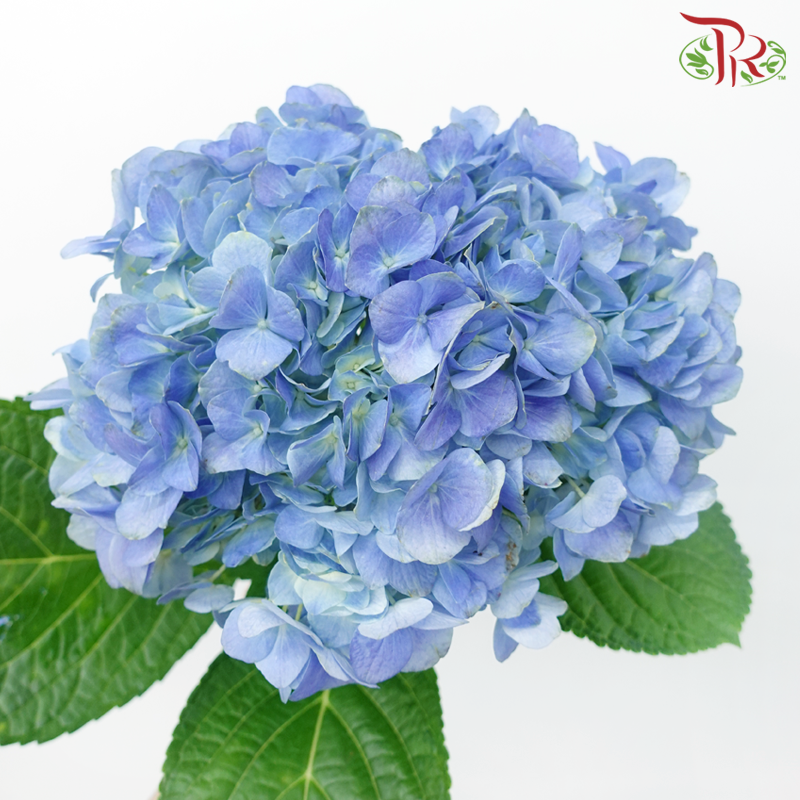 Hydrangea - Dodger / Sea Blue (Per Stem) **Capitulum Measurement 14-16cm**-Dodger Blue-China-prflorist.com.my
