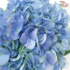 Hydrangea (Small Head)