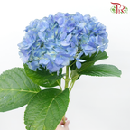 Hydrangea - Dodger / Sea Blue (Per Stem) **Capitulum Measurement 14-16cm**-Dodger Blue-China-prflorist.com.my