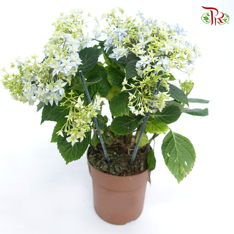 Hydrangea Double Dutch《绣球花》