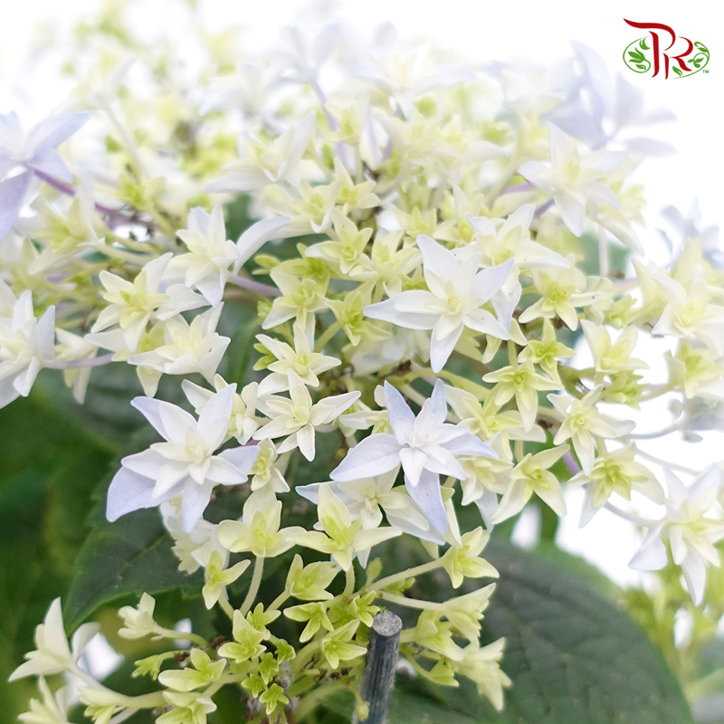 Hydrangea Double Dutch《绣球花》