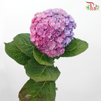 Hydrangea Double Petal - Purplish Pink (Per Stem)-Purplish Pink-China-prflorist.com.my