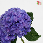 Hydrangea Double Petals - Blue/ Purple (Per Stem)-Purple-China-prflorist.com.my