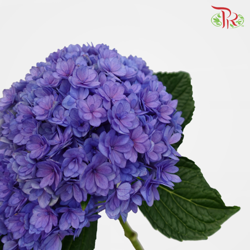 Hydrangea Double Petals - Blue/ Purple (Per Stem)-Purple-China-prflorist.com.my
