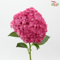 Hydrangea Double Petals - Cherry Pink (Per Stem)-Dark Pink-China-prflorist.com.my