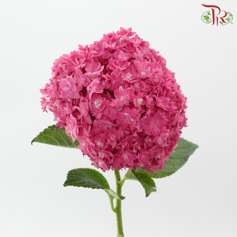 Hydrangea Double Petals - Cherry Pink (Per Stem)-Dark Pink-China-prflorist.com.my