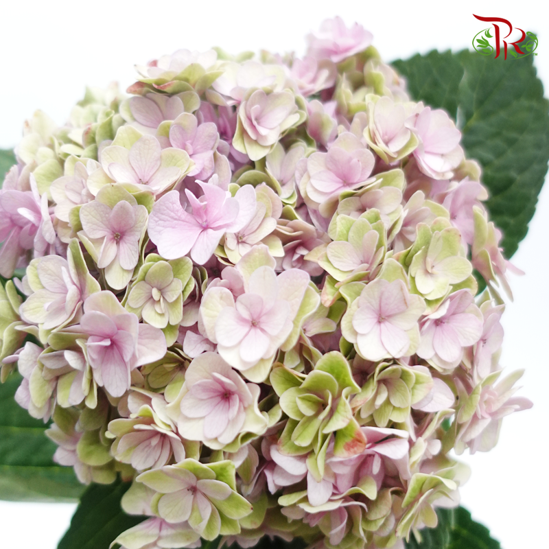Hydrangea Double Petals - Pink/Lilac (Per Stem)-Pink/Lilac-China-prflorist.com.my