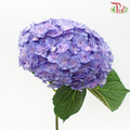 Hydrangea Double Petals - Purple (Per Stem)-Purple-Netherland-prflorist.com.my