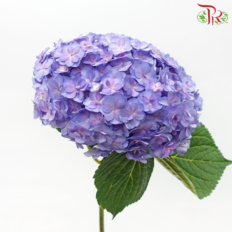 Hydrangea Double Petals - Purple (Per Stem)-Purple-Netherland-prflorist.com.my
