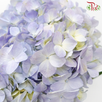 Hydrangea - Double Tone Light Blue / Light Purple (Per Stem)-Double Tone Light Blue-China-prflorist.com.my