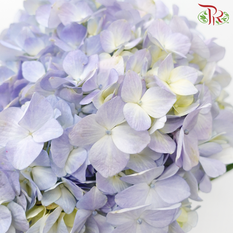 Hydrangea - Double Tone Light Blue / Light Purple (Per Stem)-Double Tone Light Blue-China-prflorist.com.my