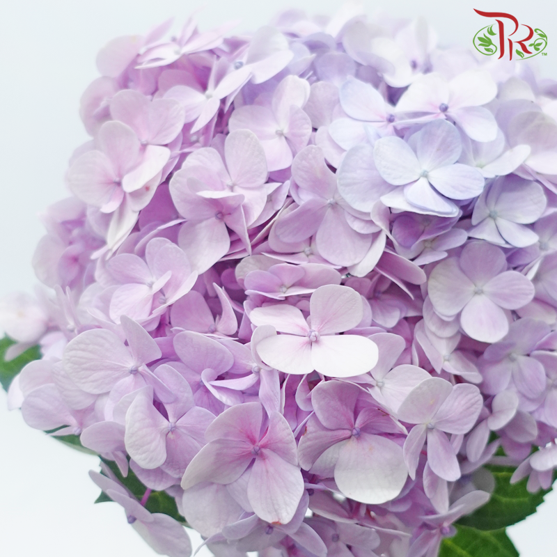 Hydrangea - Double Tone Pink Purple (Per Stem)-Double Tone Pink Purple-Malaysia-prflorist.com.my