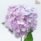 Hydrangea - Double Tone Pink Purple (Per Stem)-Double Tone Pink Purple-Malaysia-prflorist.com.my