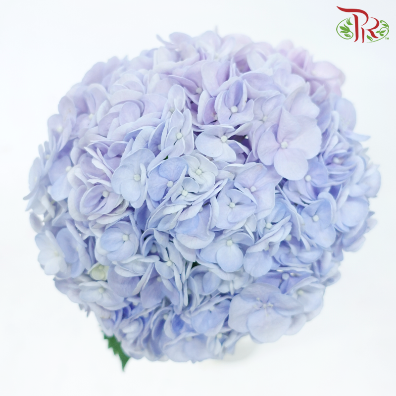 Hydrangea - Double Tone Purple & Blue (Per Stem)-Double Tone Purple & Blue-Vietnam-prflorist.com.my
