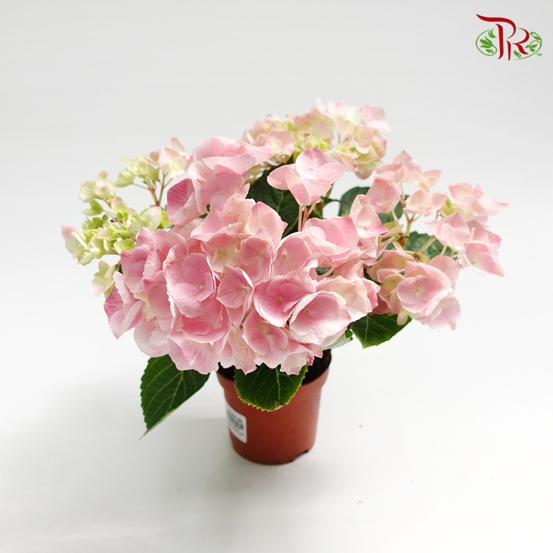 Hydrangea Early Rosa《绣球花》-Pudu Ria Florist-prflorist.com.my