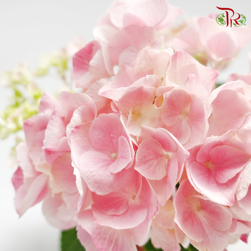 Hydrangea Early Rosa《绣球花》-Pudu Ria Florist-prflorist.com.my
