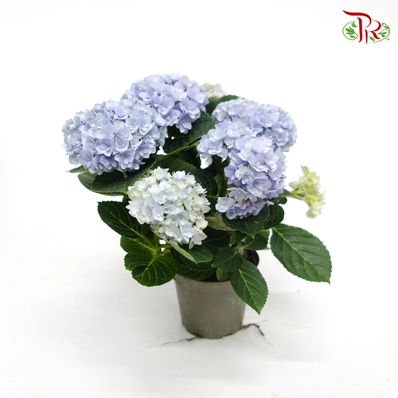 Hydrangea Felina 《绣球花》
