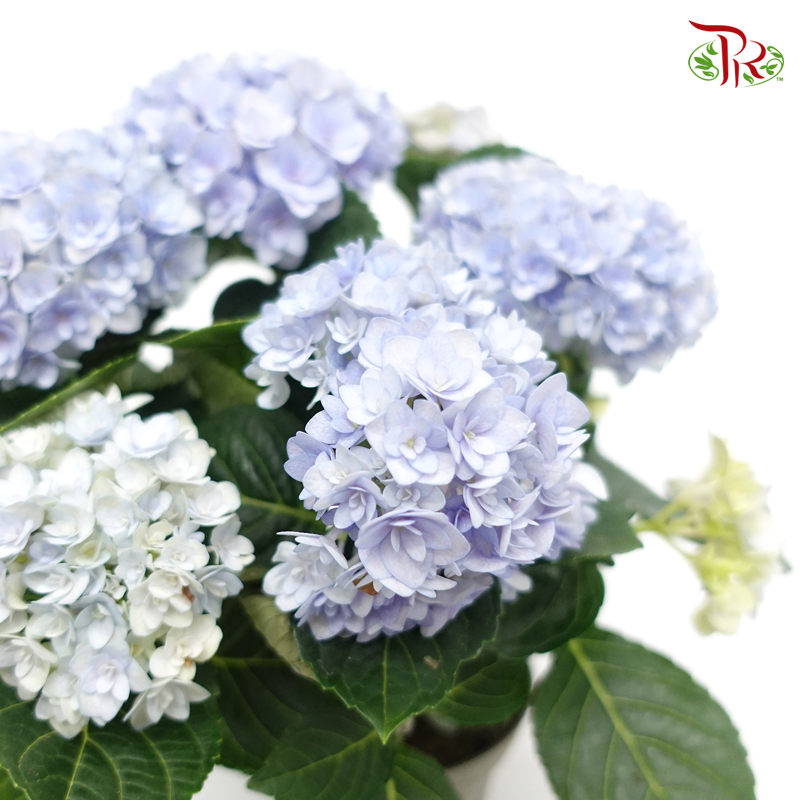 Hydrangea Felina 《绣球花》
