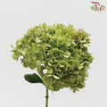 Hydrangea Green - Per Stem-Green-China-prflorist.com.my