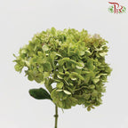 Hydrangea《绣球花》