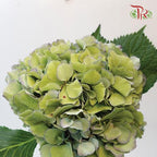 Hydrangea - Green (Per Stem)-Green-Netherland-prflorist.com.my