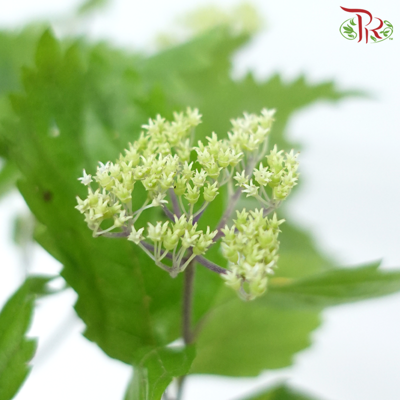 Hydrangea Hirta (2 Stems)-Japan-prflorist.com.my