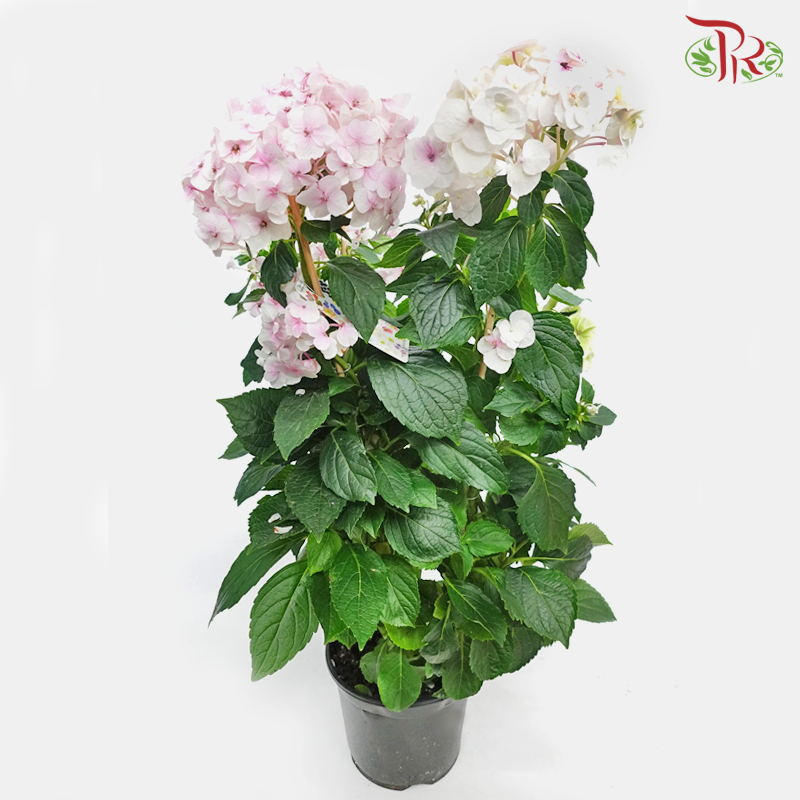 Hydrangea Hovaria – Hopaline《绣球花》