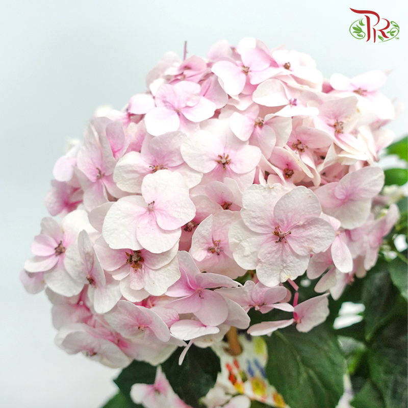 Hydrangea Hovaria – Hopaline《绣球花》