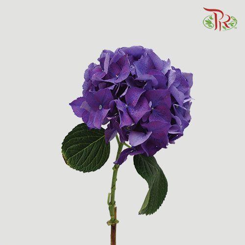 Hydrangea - Indigo Purple (Per Stem)-Purple-Netherland-prflorist.com.my