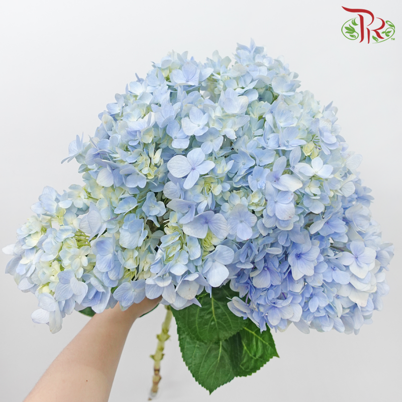 Hydrangea - Light Blue (Per Stem)-Light Blue-Malaysia-prflorist.com.my